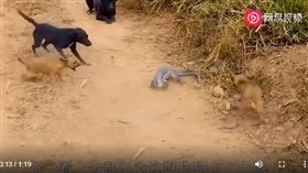 蜥蜴大戰五隻狗（圖／翻攝自網易視頻）