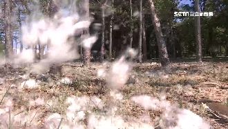 獨／木棉樹飄落五月雪？居民：快瘋了