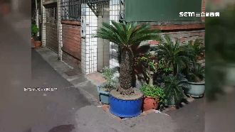 盆栽暗藏血滴子　路過車輛輪胎慘刺破
