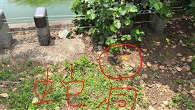 眼鏡蛇,港南運河公園,蛇洞,運河（圖／黃姓網友提供）