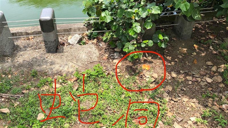 公園誤踩蛇洞　1米雙蛇對他「嘶嘶」