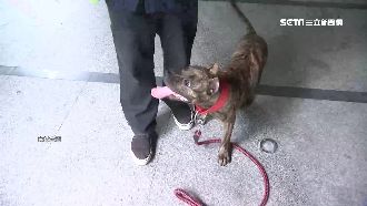 比特犬狠咬馬爾濟斯！飼主判賠17萬