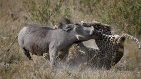 ▲草原上花豹與它的晚餐疣豬。（圖／翻攝自百度百科）