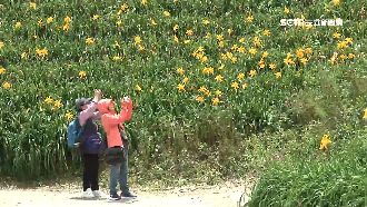 平地金針花盛開暖身！知本花海成秘境