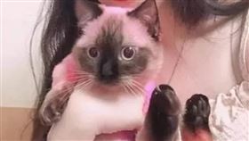 新北,貓咪,粉紅色,染毛,動保處,律師（圖／翻攝DCARD）