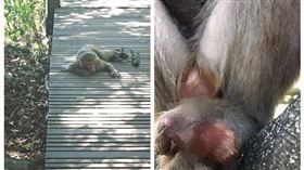 獼猴,捕獸夾,高雄,斷指