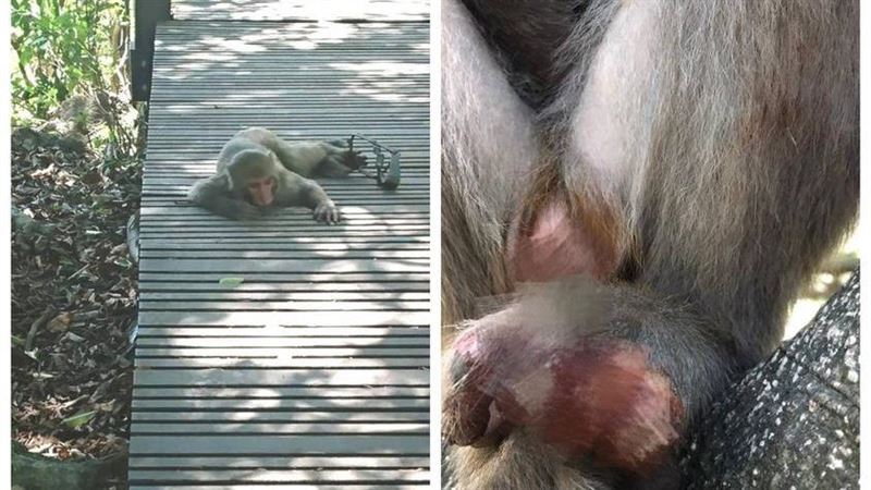 獼猴遭捕獸夾斷指　拖行畫面拳頭硬了