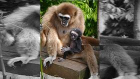 日本白掌長臂猿(圖/翻攝自トレンドアットTV)