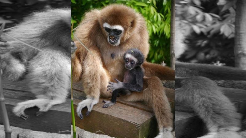 誰幹的？動物園母猴　獨居竟生下小猴