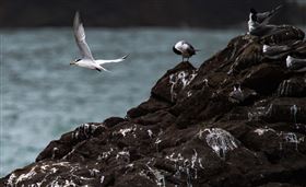 藍眼淚系列作品第二款，神話之鳥「黑嘴端鳳頭燕鷗」，正進行設計開發中。（圖／連江縣政府提供）