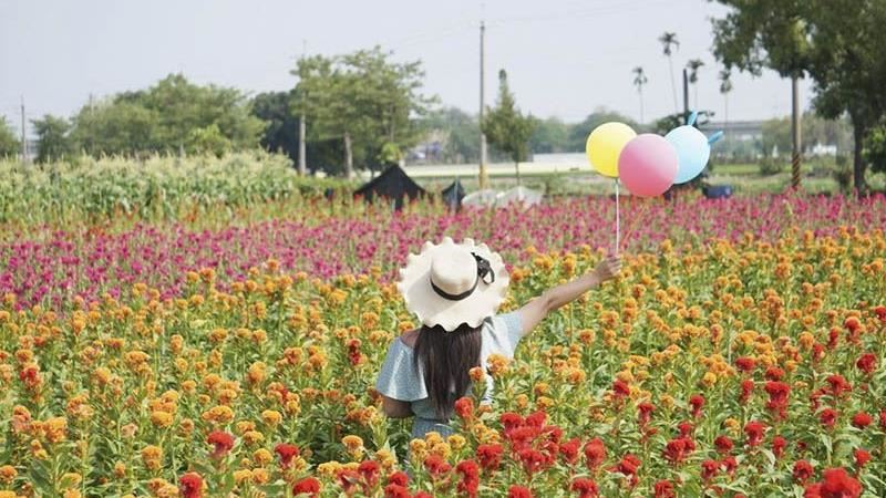 彰化北斗「三色雞冠花」開好開滿！
