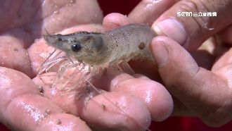 久旱不雨！白蝦「難存活」產量減逾半