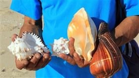 16:9
貝殼 海螺
圖／翻攝自pixabay
https://pixabay.com/images/id-1781186/