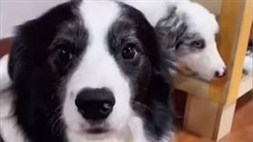邊境牧羊犬奧利與奧斯卡（圖／翻攝自抖音＠奧利與奧斯卡）
