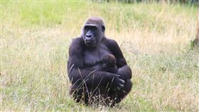 大猩猩,母愛,動物,寶寶　（示意圖／翻攝自Pixabay）https://pixabay.com/photos/zoo-monkey-portrait-ape-dam-4127675/