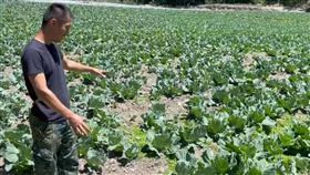 德基水庫不再放水　旱象讓農作物生長遲緩德基水庫12日蓄水率為2.77%，已不再放水，山區農作物因缺水，生長遲緩，農友憂心不知如何採收。（民眾提供）中央社記者趙麗妍傳真　110年5月12日