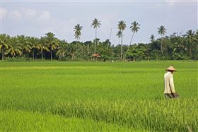 村莊,鄉下,稻田,農夫（圖／翻攝自Pixabay圖庫）