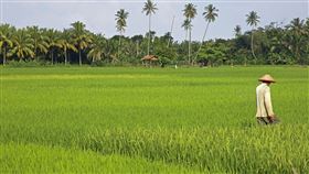 村莊,鄉下,稻田,農夫（圖／翻攝自Pixabay圖庫）