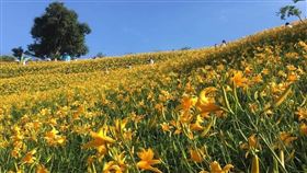 彰化花壇虎山巖，金針花海，沒有戴口罩，遊客，部落客許傑，封園，