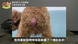 愛犬屁股出現膿包　竟是肛門腺惹的禍