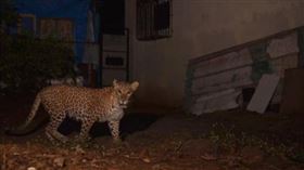 ▲豹子時常在夜間出沒。（圖／翻攝自印度警局推特）