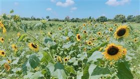向陽農場。（圖／記者朱世凱攝影）