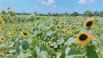 桃園秘境／金黃花海！百坪向日葵綻放
