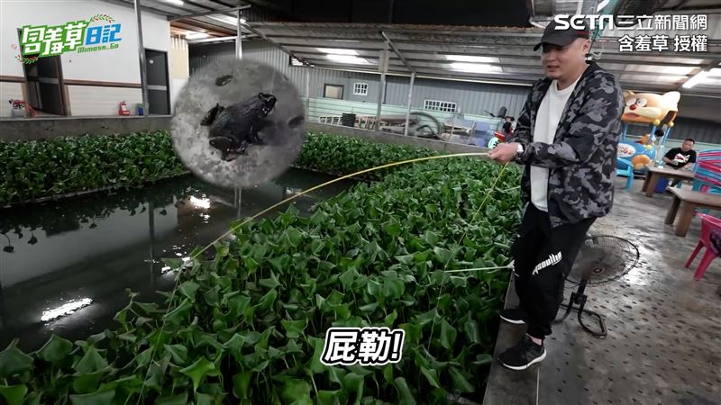 青蛙狂上勾！他初嚐「鹹酥田雞」嚇壞