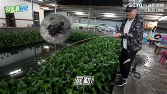 青蛙狂上勾！他初嚐「鹹酥田雞」嚇壞