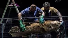 ▲馬達加斯加漁民捕獲腔棘魚。（圖／翻攝自馬達加斯加魚業局推特）