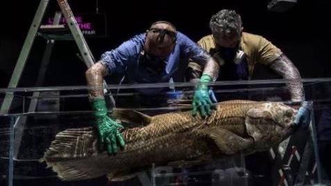 刺網捕魚　4.2億年前化石魚驚現身