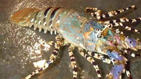 乳牛,螃蟹,龍蝦,釣魚(翻攝自 PTT)