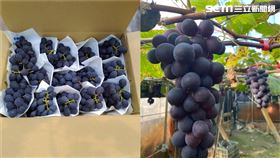 溪州葡萄,葡萄（圖／農民提供）