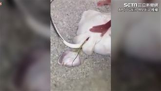 孕媽魟魚擱淺岸上　遊客變身助產士