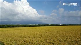 ▲水稻即將收成。（示意圖／三立新聞網）
