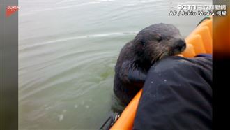 水獺跳上船磨蹭　網笑「以為你養的」