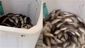 小吃店老闆嫌去魚鱗麻煩，竟將魚丟進洗衣機洗。（圖／翻攝自「快看視頻」）