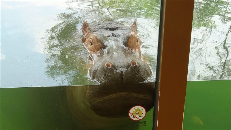 「無遊客的動物園」河馬臉貼玻璃泡水