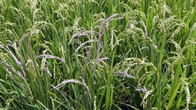 台東出現穗稻熱病  專家籲農友防範台東水稻已抽穗，不過出現零星穗稻熱病，患部初期呈褐色病斑，造成組織壞死養分無法輸送，影響整穗發育，嚴重時罹病部位會彎曲並造成稻穗白化乾枯，台東區農改場專家呼籲農友防範。（台東區農業改良場提供）中央社記者盧太城台東傳真  110年5月21日