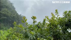 德基水庫下雨，梨山居民喜出望外歡呼