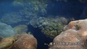 ▲政府與環保團體找出藻礁與三接雙贏方案勢在必行。（圖／相關單位提供）