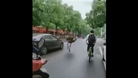 ▲鴕鳥大鬧安徽安慶市。（圖／翻攝自微信）