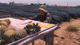 阿美鳳梨，陳謝美瑛（圖／記者廖國安攝影）