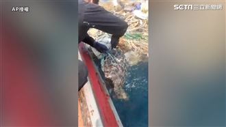 海龜遭網困住　2漁民暖心割網幫脫困