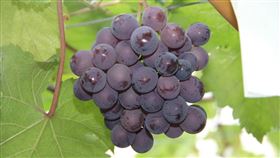 葡萄，農委會提供