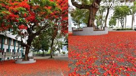 鳳凰花,花毯,外掃區,停課(吳老師 授權提供)