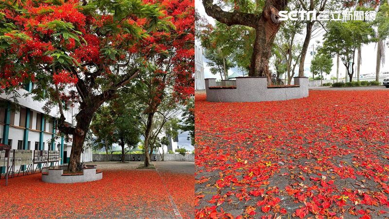 全校停課！外掃區「大片紅毯」美哭網