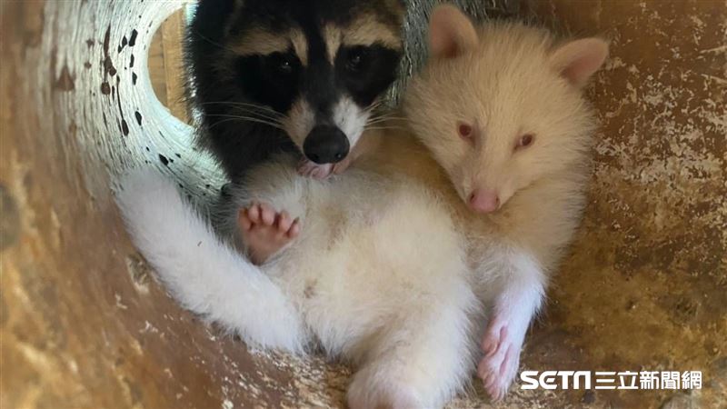 防疫宅在家   線上逛動物園好療癒