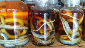 ▲蛇酒。（示意圖／翻攝自百度百科）