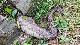 ▲巨蟒卡在圍牆而死。（圖／翻攝自推特）